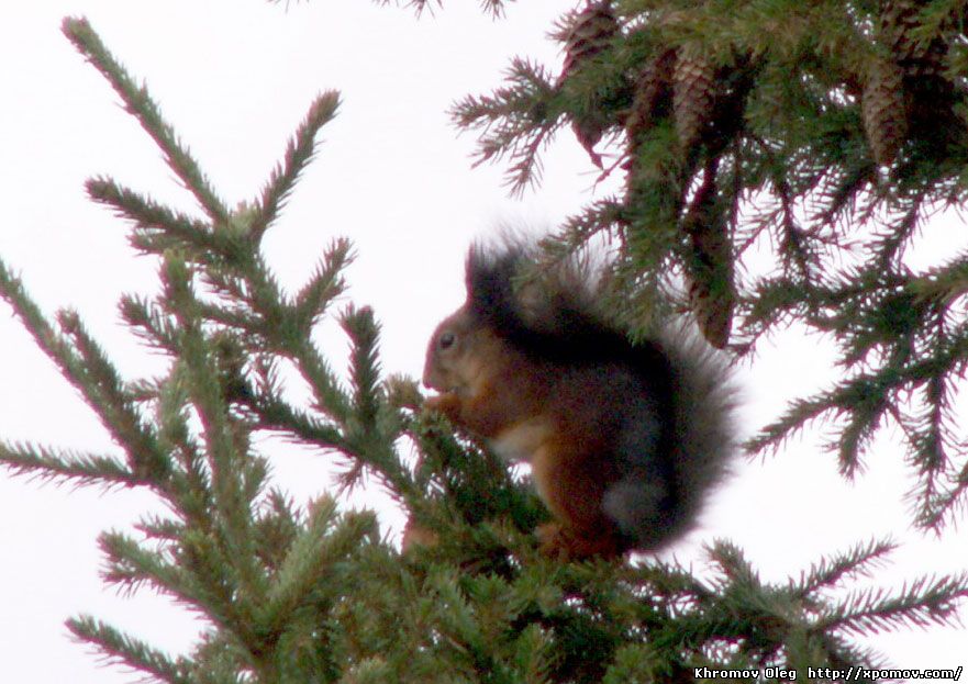 Белка обыкновенная Sciurus Vulgaris