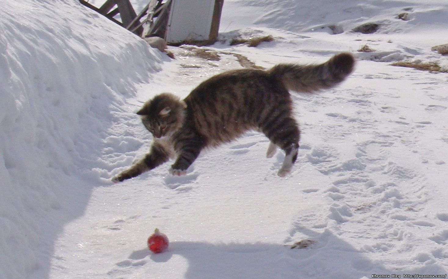 Кошка Муся играет с новогодним шариком