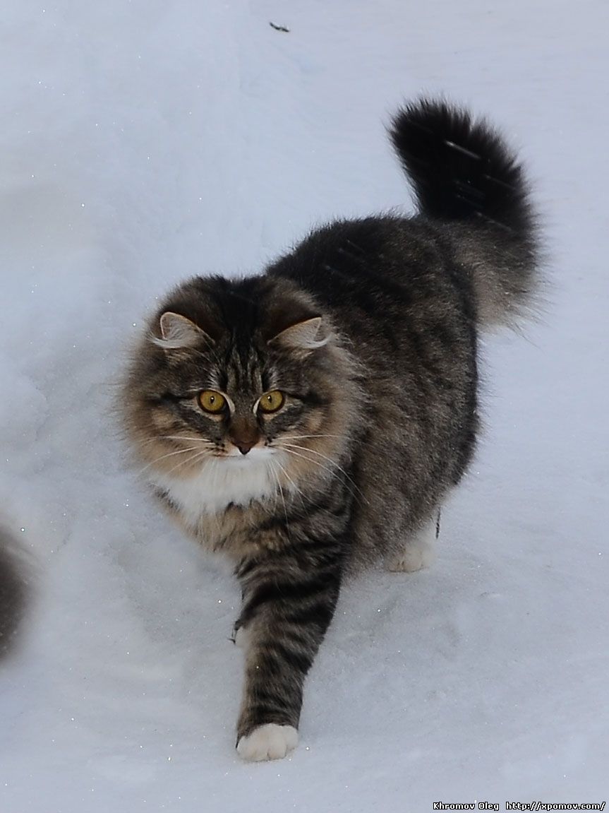 Сибирская кошка Муся